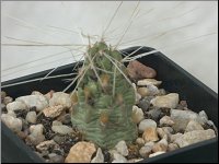 1201 Cumulopuntia flexispinus M1778 PICT7931